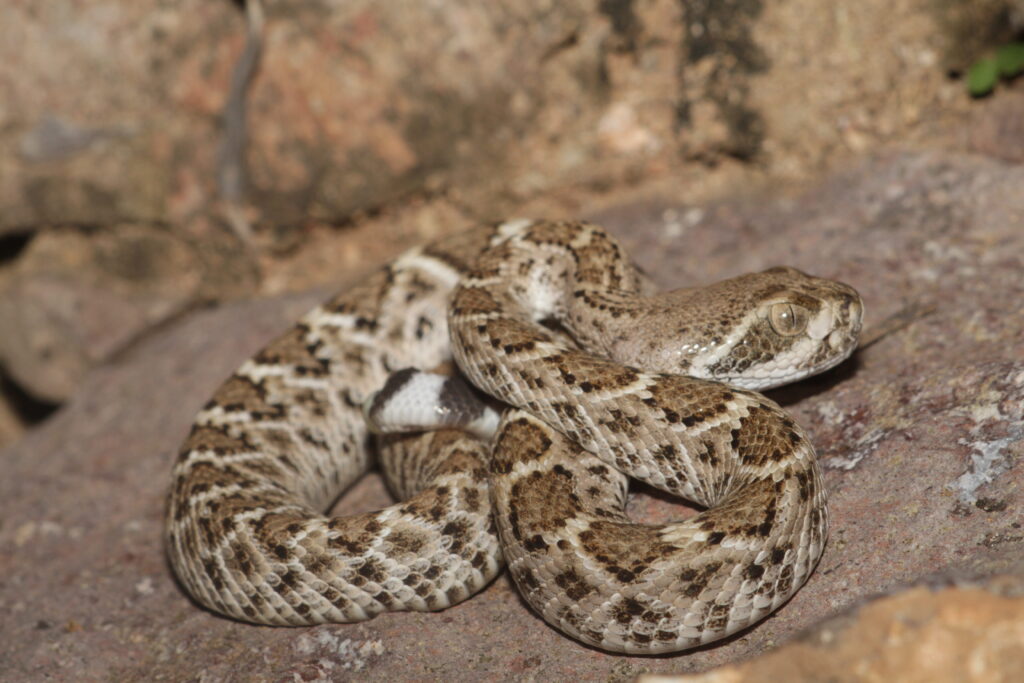 anomochilus monticola la serpiente montanesa